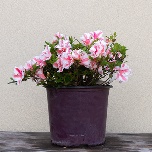 Azalea 'Autumn Starburst'