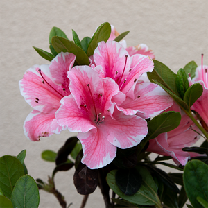 Azalea 'Autumn Sunburst'
