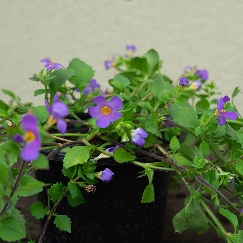 Bacopa 'Gulliver Blue' 4"