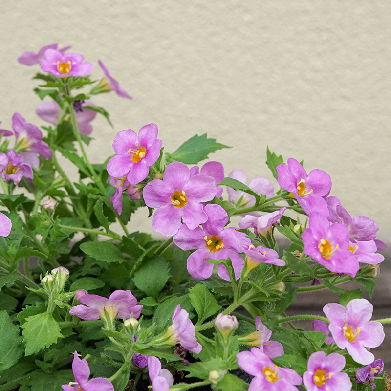 Bacopa 'Gulliver Pink' 4"