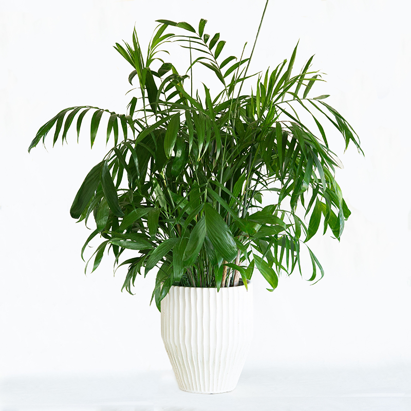 Bamboo Palm 10"