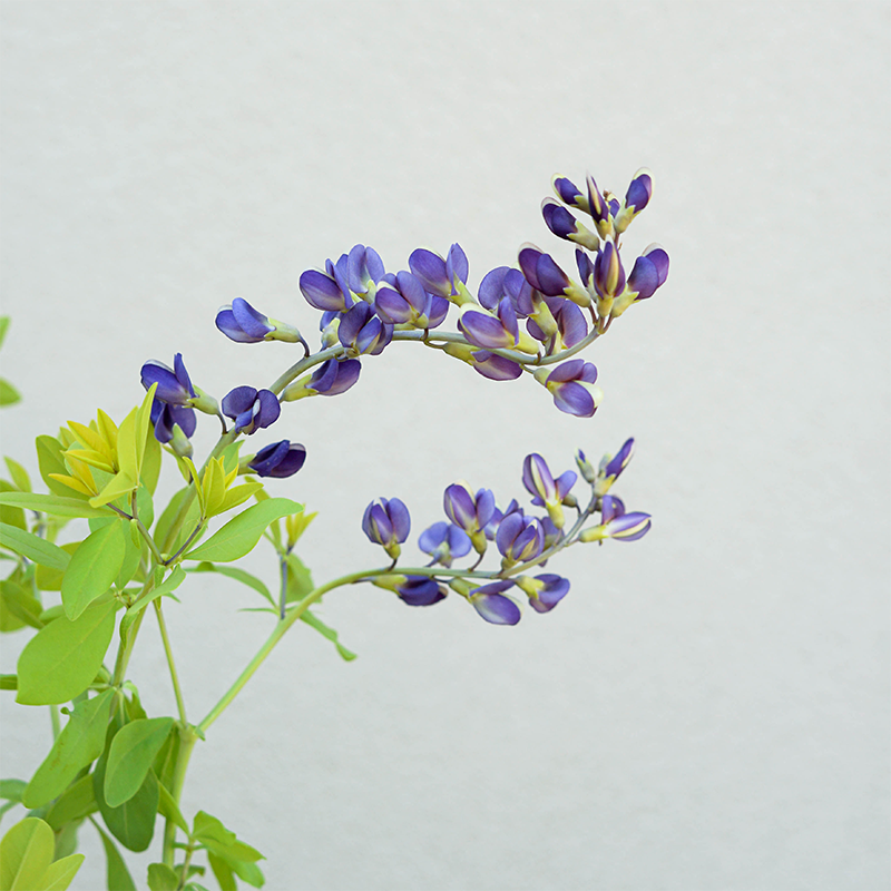 Baptisia 'Golden Anniversary' G01
