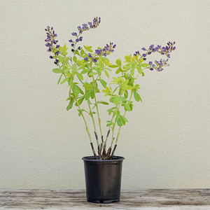 Baptisia 'Golden Anniversary' G01