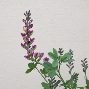 Baptisia 'Grape Escape' G01