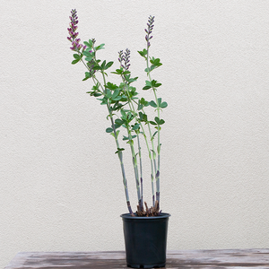 Baptisia 'Grape Escape' G01