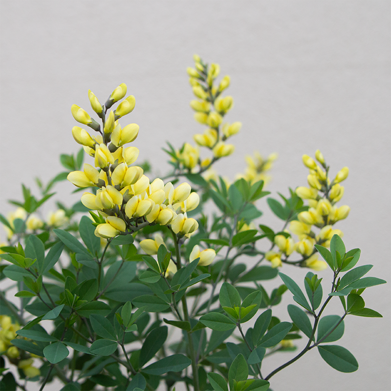 Baptisia 'Lemon Meringue' G01