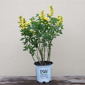 Baptisia 'Lemon Meringue' G01