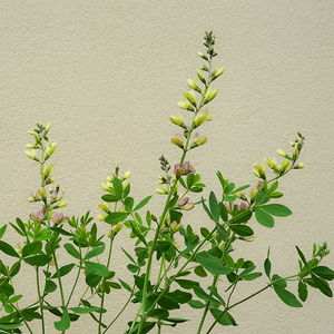 Baptisia 'Pink Lemonade' G01