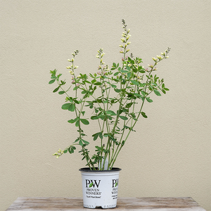 Baptisia 'Pink Lemonade' G01