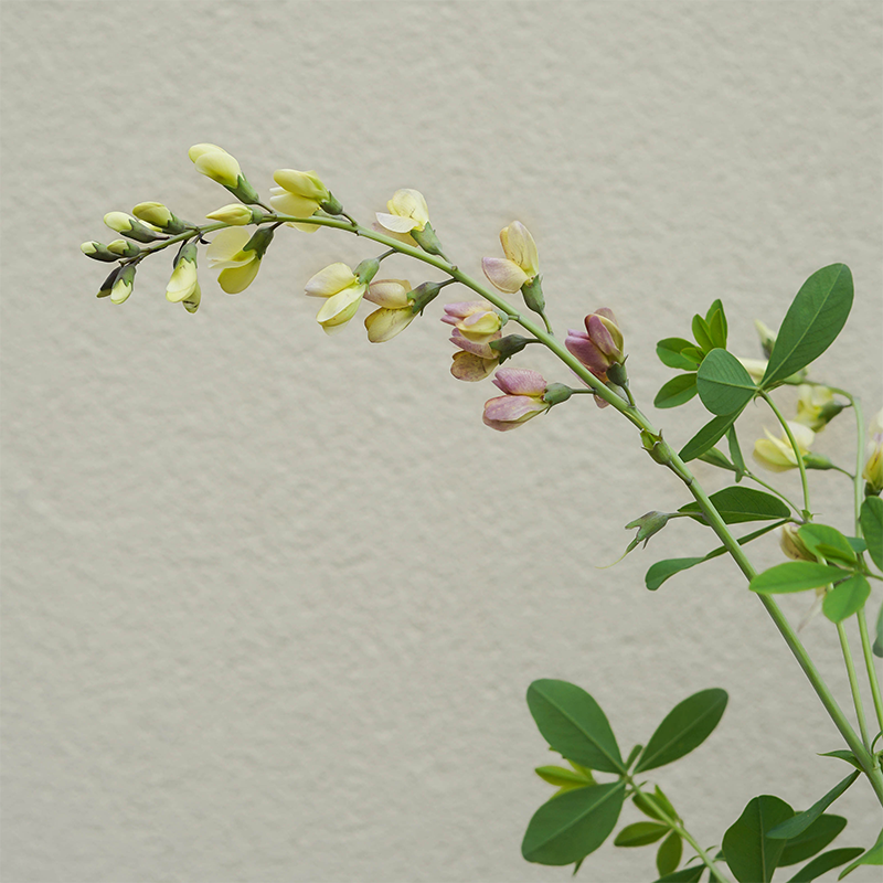 Baptisia 'Pink Lemonade' G01