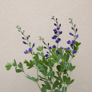Baptisia australis G01