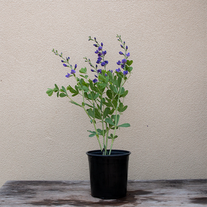 Baptisia australis G01