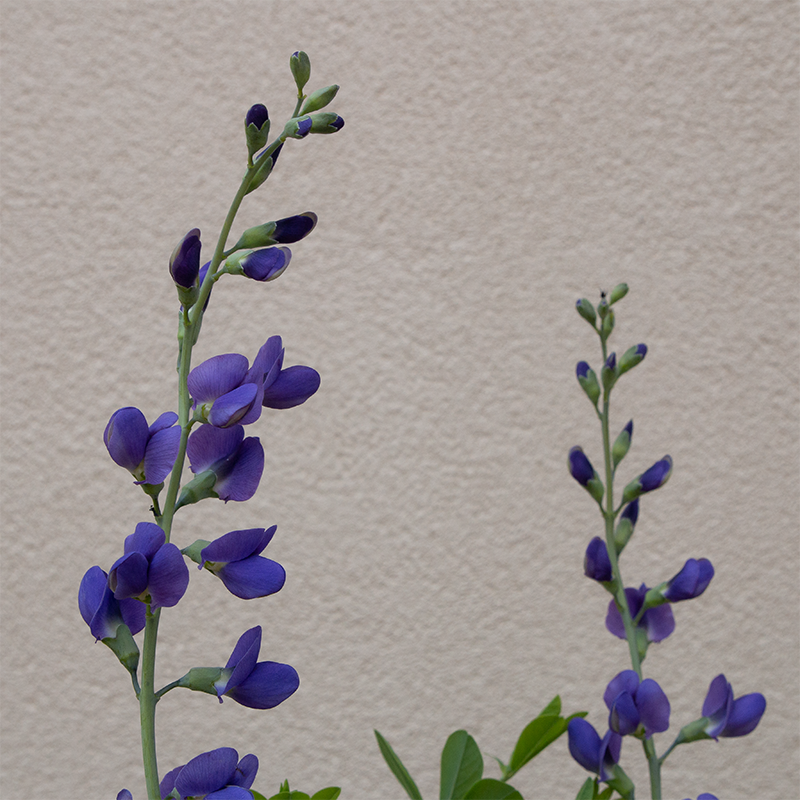 Baptisia australis Q01