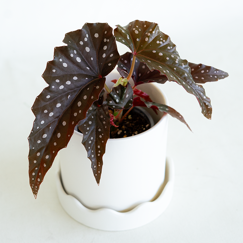 Begonia Cracklin Rosie 4"