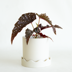 Begonia Cracklin Rosie 4"
