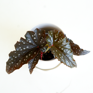 Begonia Cracklin Rosie 4"
