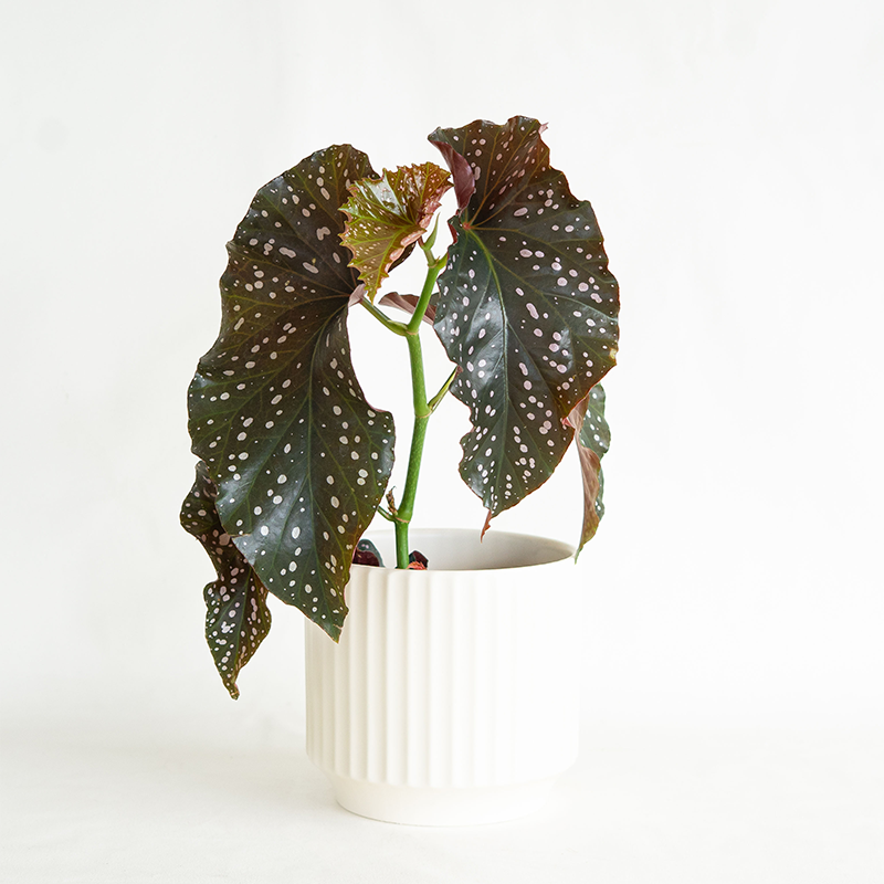 Begonia Cracklin Rosie 6"
