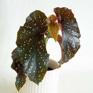 Begonia Cracklin Rosie 6"