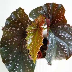 Begonia Cracklin Rosie 6"