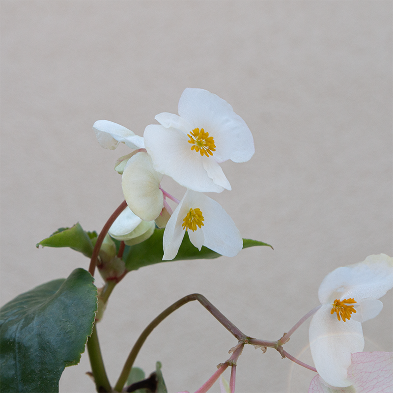 Begonia Dragon Wing White 4"