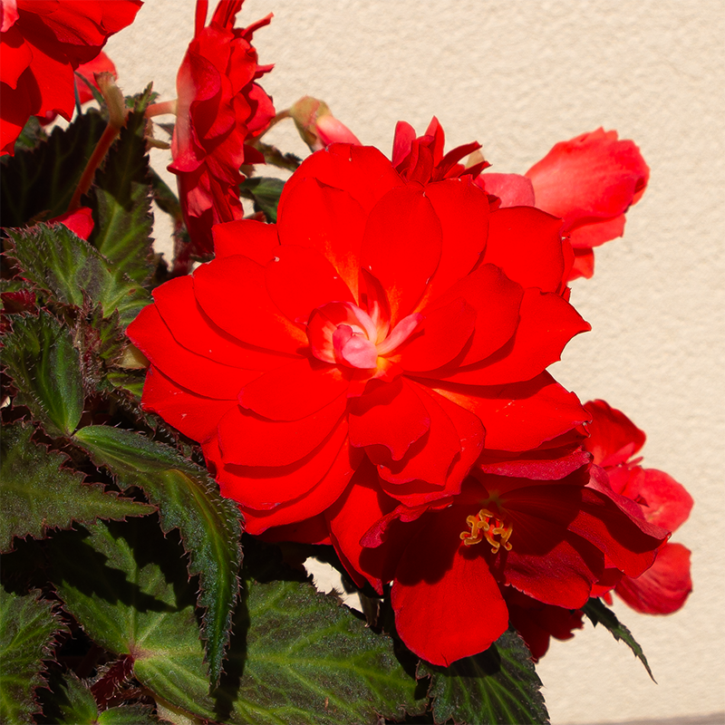 Begonia I'Conia Miss Malibu 10" Hanging Basket