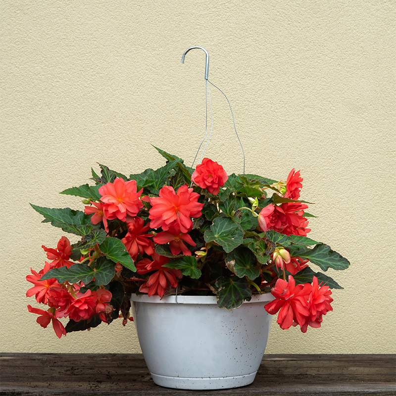 Begonia I'Conia Miss Malibu 10" Hanging Basket