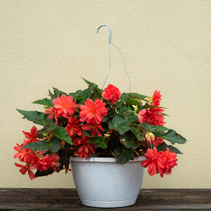 Begonia I'Conia Miss Malibu 10" Hanging Basket