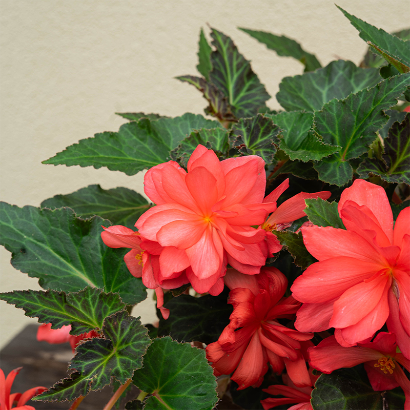 Begonia I'Conia Miss Malibu 10" Hanging Basket