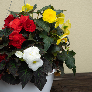 Begonia Mix & Mocha 10" Hanging Basket