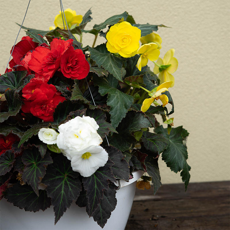 Begonia Mix & Mocha 10" Hanging Basket