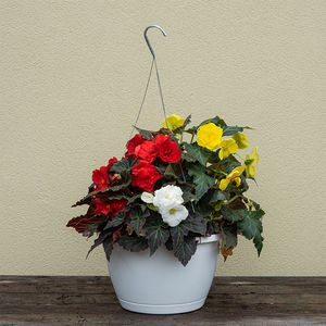 Begonia Mix & Mocha 10" Hanging Basket