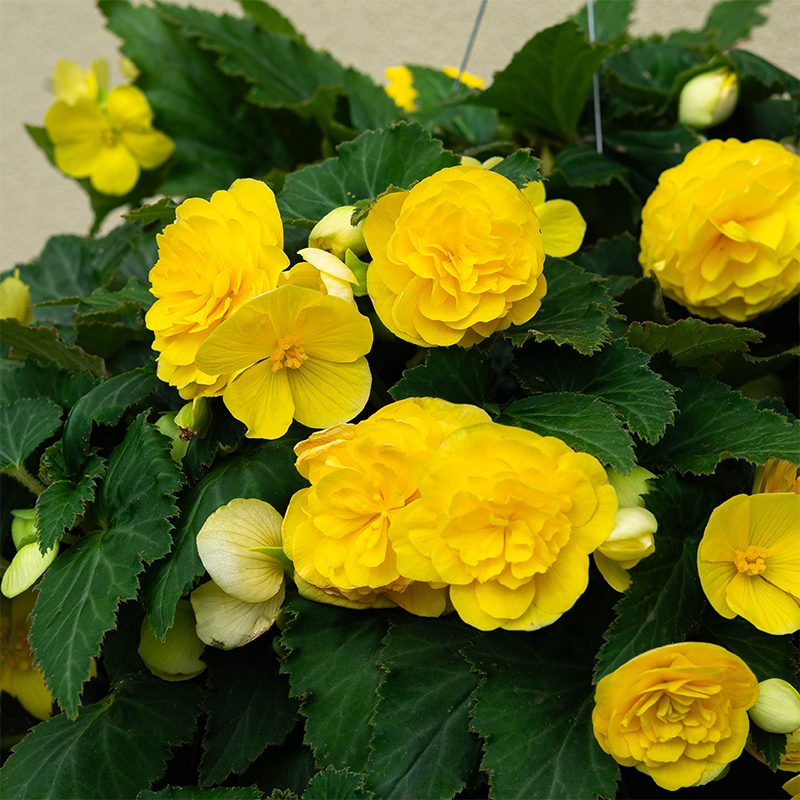 Begonia Nonstop Yellow 10" Hanging Basket