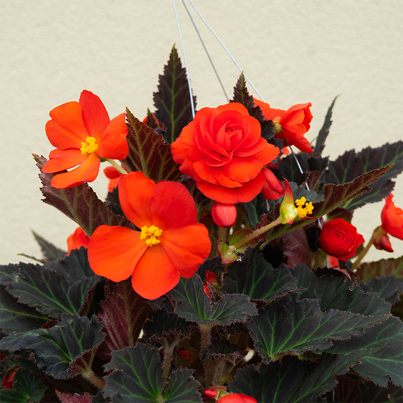 Begonia Orange & Mocha 10