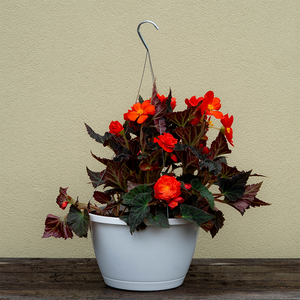 Begonia Orange & Mocha 10" Hanging Basket