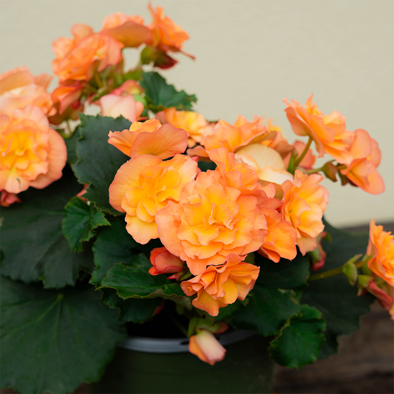 Begonia Solenia Apricot