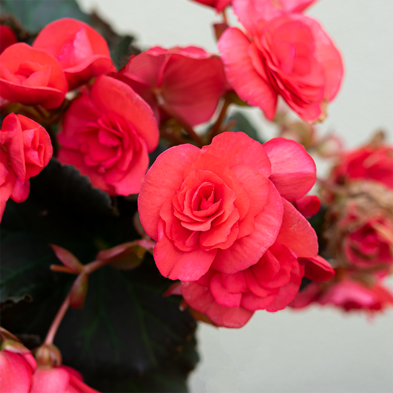 Begonia Solenia Dark Pink