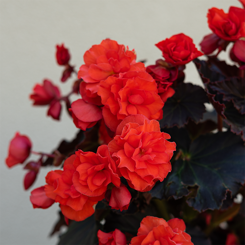 Begonia Solenia Orange