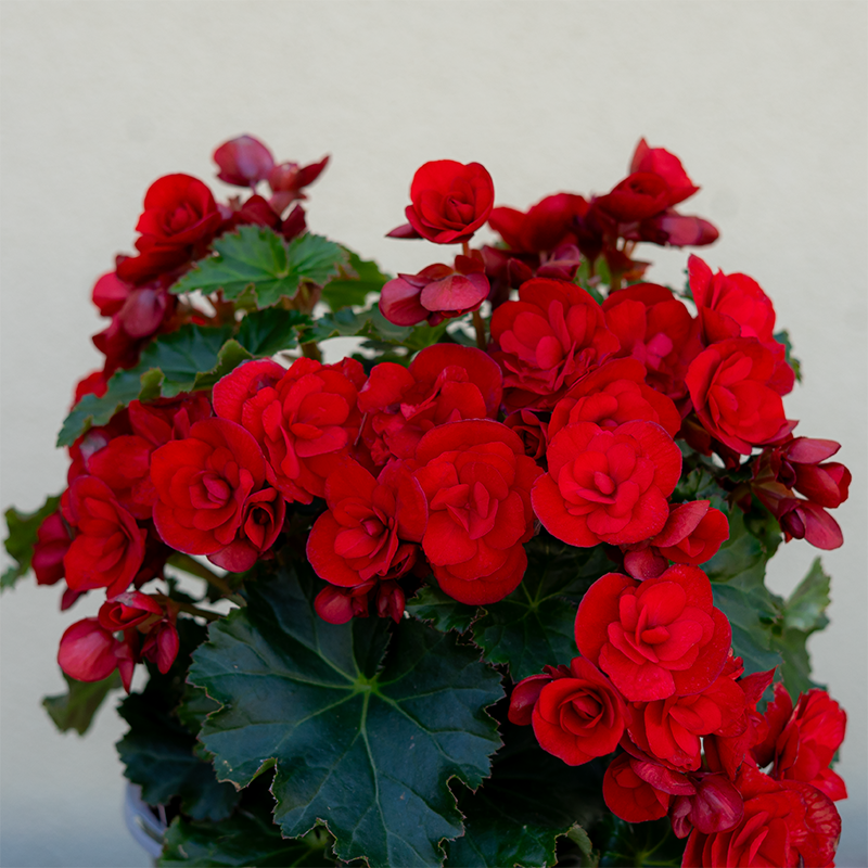 Begonia Solenia Red
