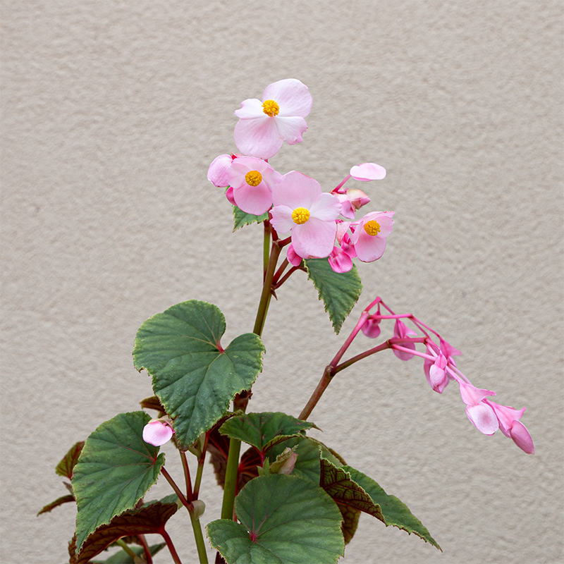 Begonia grandis Q01