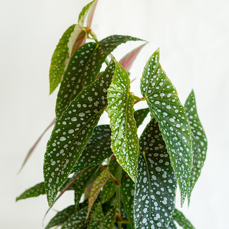 Begonia maculata 6"