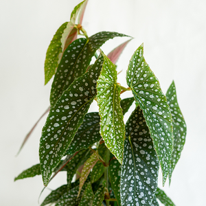 Begonia maculata 6"