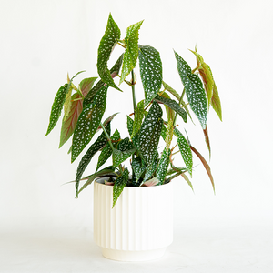 Begonia maculata 6"