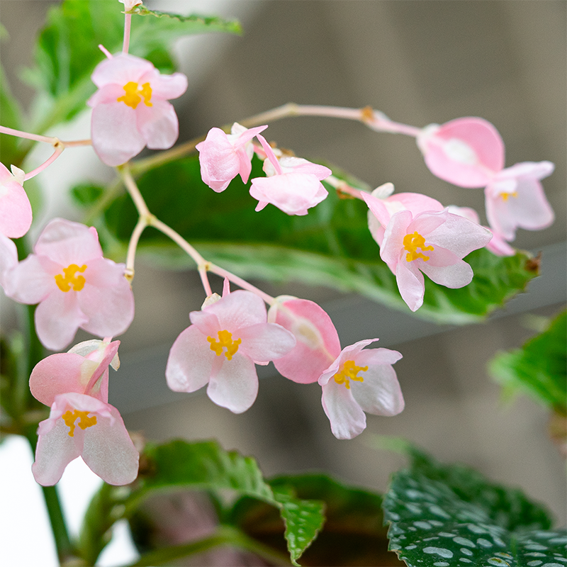 Begonia maculata 6"