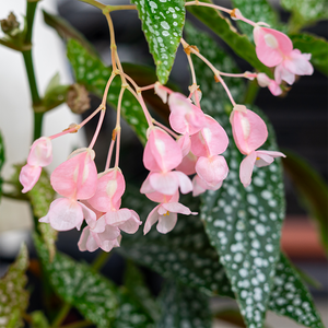 Begonia maculata 6"