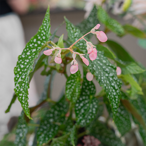 Begonia maculata 6"