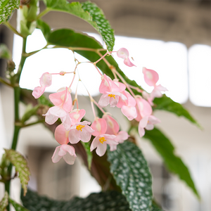Begonia maculata 6"