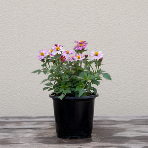 Bidens 'Pretty In Pink' 4"
