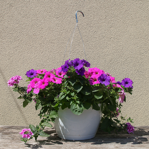 Big Flirt 12" Hanging Basket