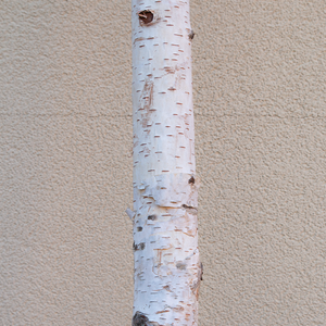 Birch Pole 6'