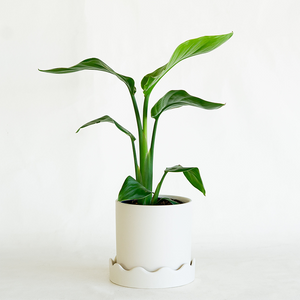 Bird of Paradise 5"